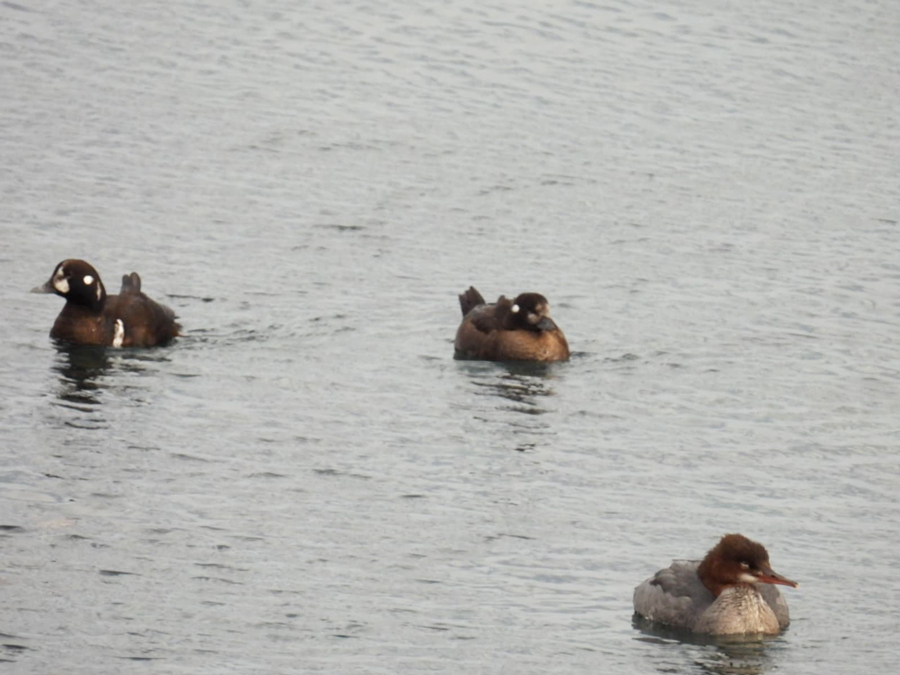シノリガモとウミアイサ
