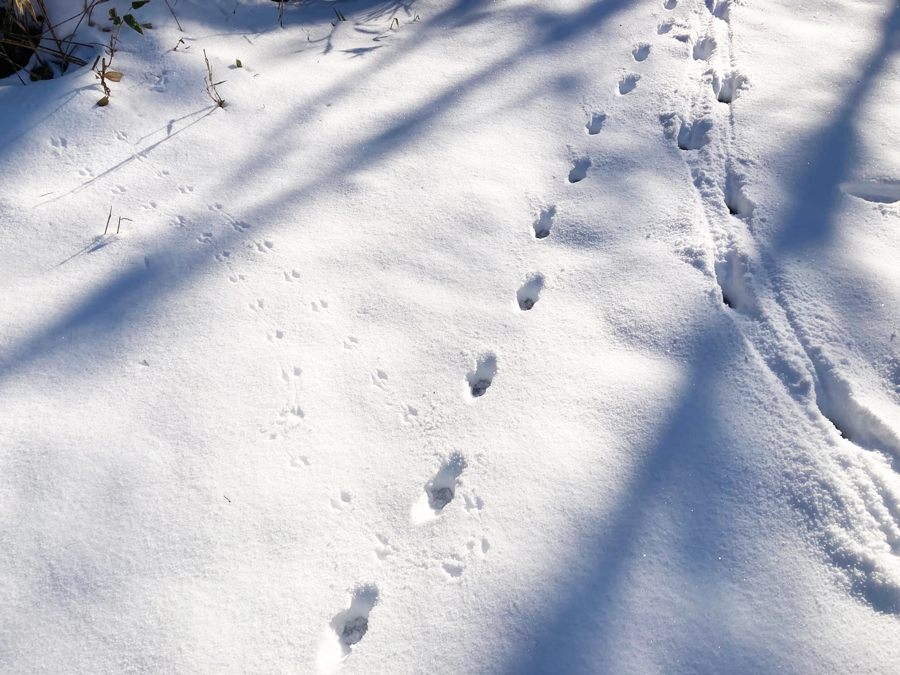 野生動物の足跡