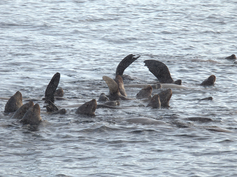 海面で休息するトド