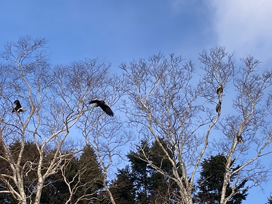 冬の主役のオオワシ