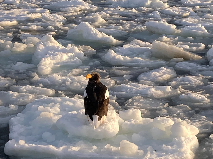 流氷の上で羽を休めるオオワシ
