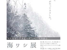 「海ワシ展」開催中