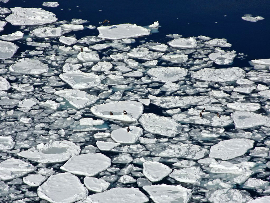 流氷に乗ったオオワシとオジロワシ
