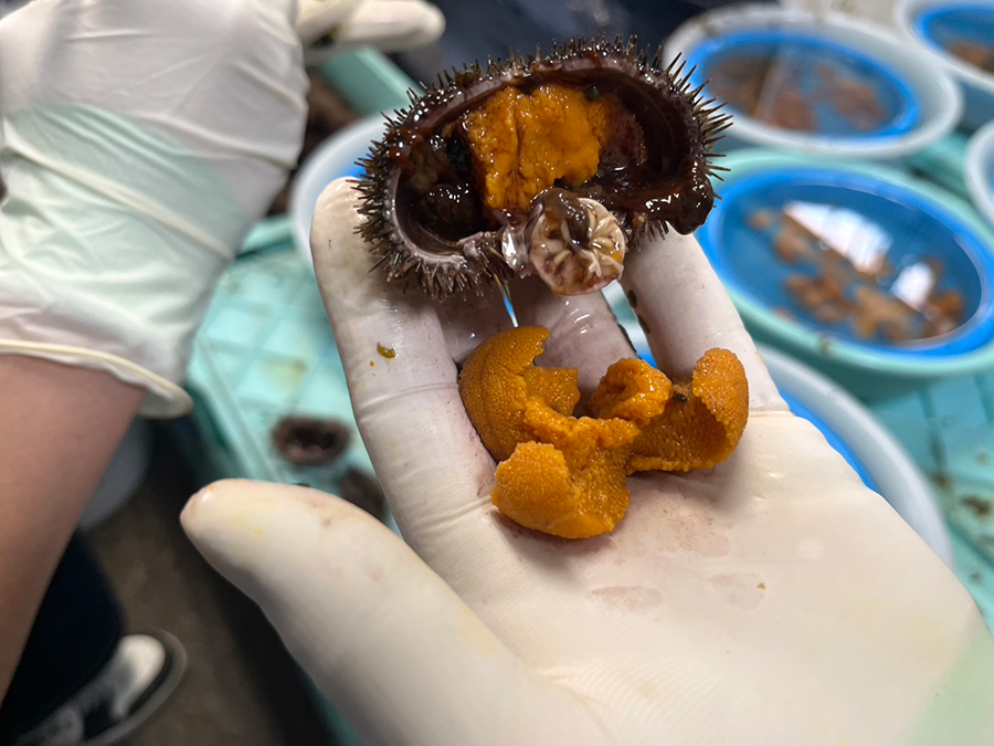 ウニの殻を剥く様子