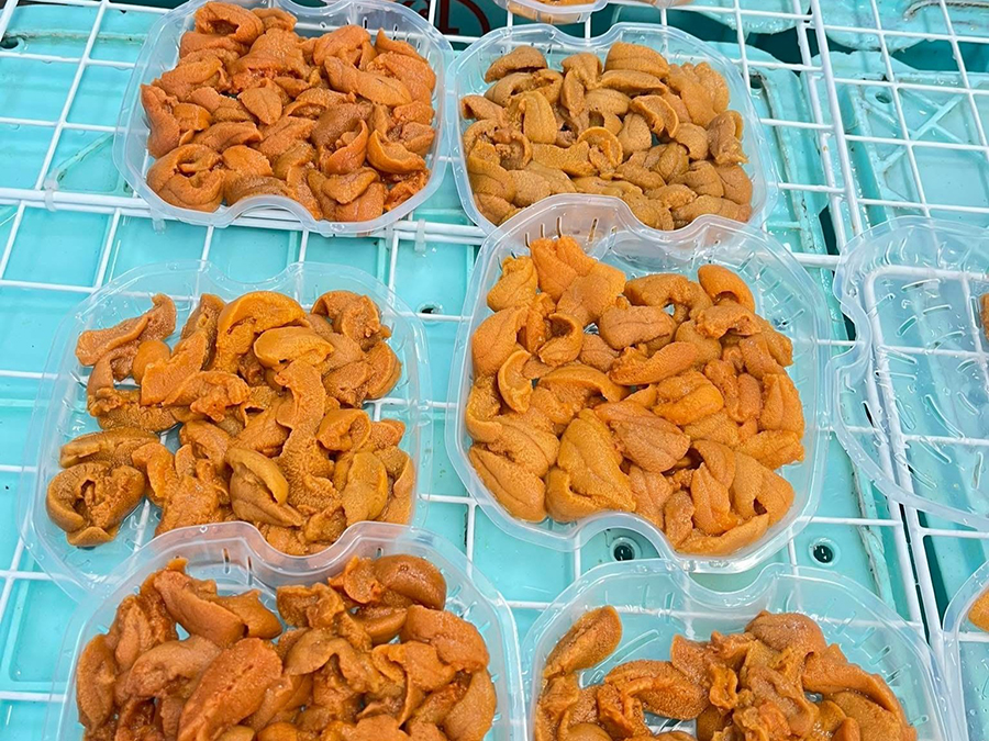 色分けされたウニ