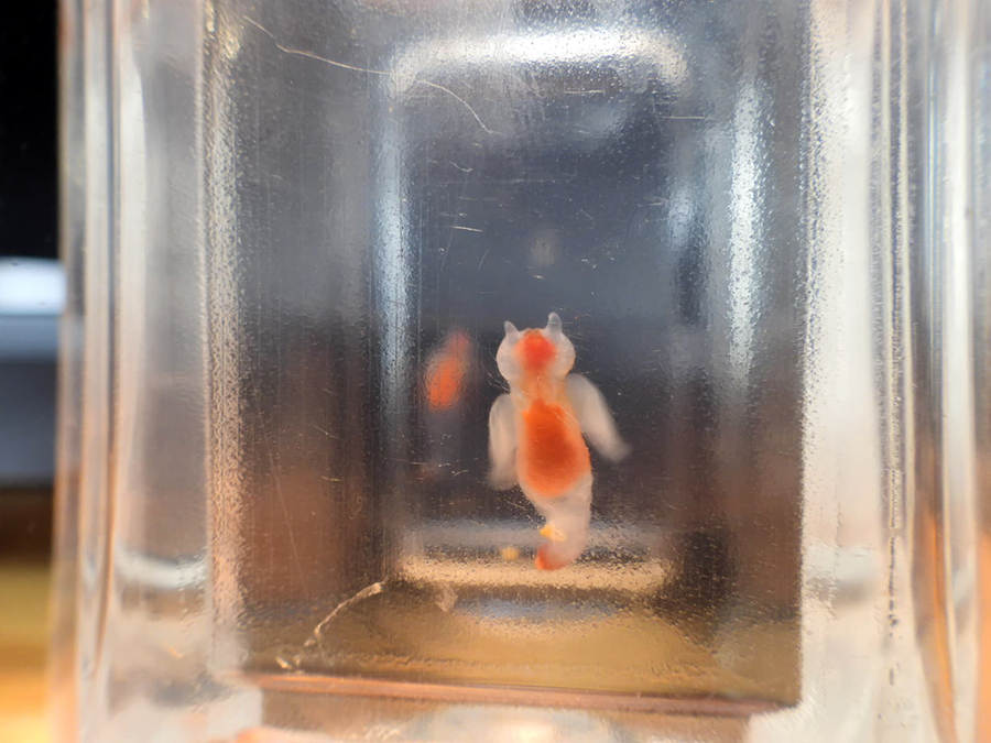 展示中のクリオネ