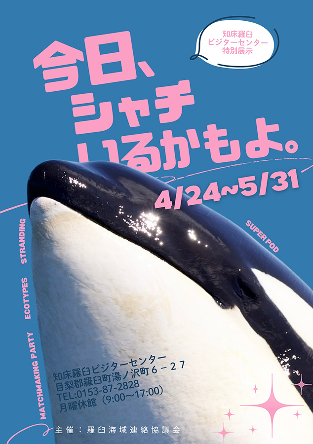 今日、シャチいるかもよ