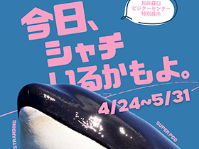 特別展示「今日、シャチいるかもよ」開催中