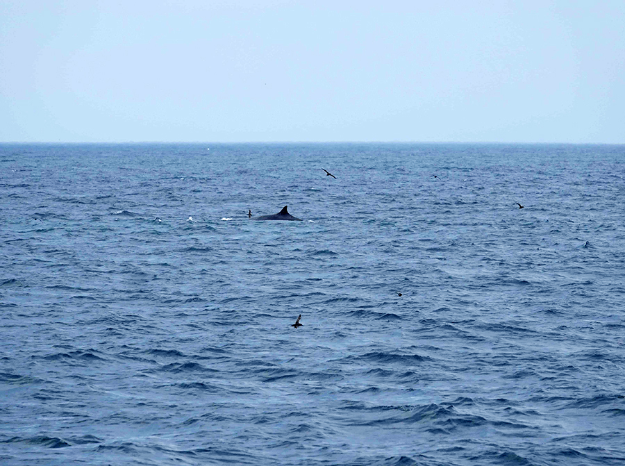 ナガスクジラが泳ぐ様子