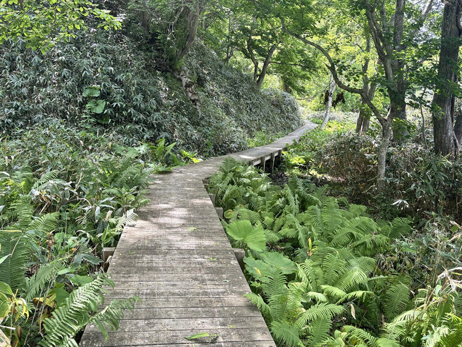 クサソテツが茂る木道