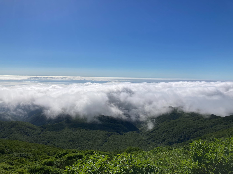 お花畑から見る雲海