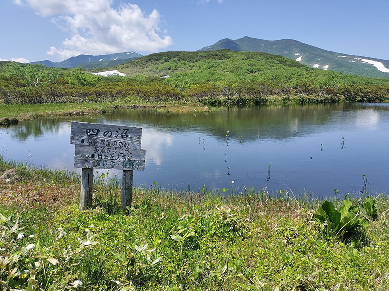 四の沼の様子