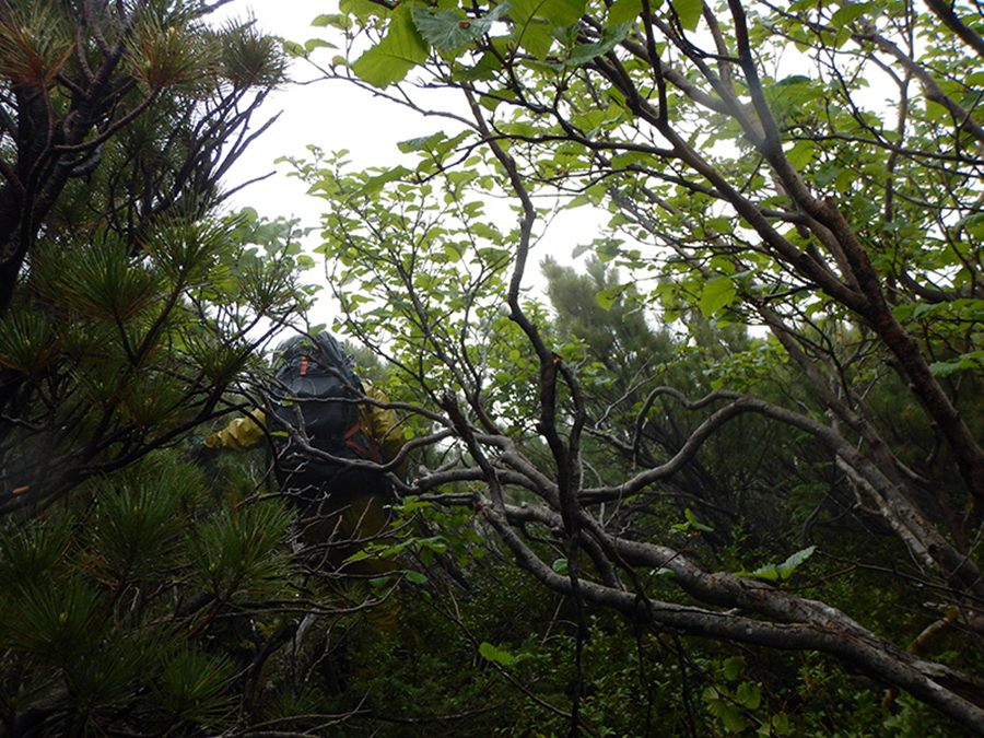 知床岳登山の様子