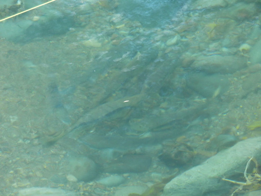 ルサ川を遡上するシロザケ