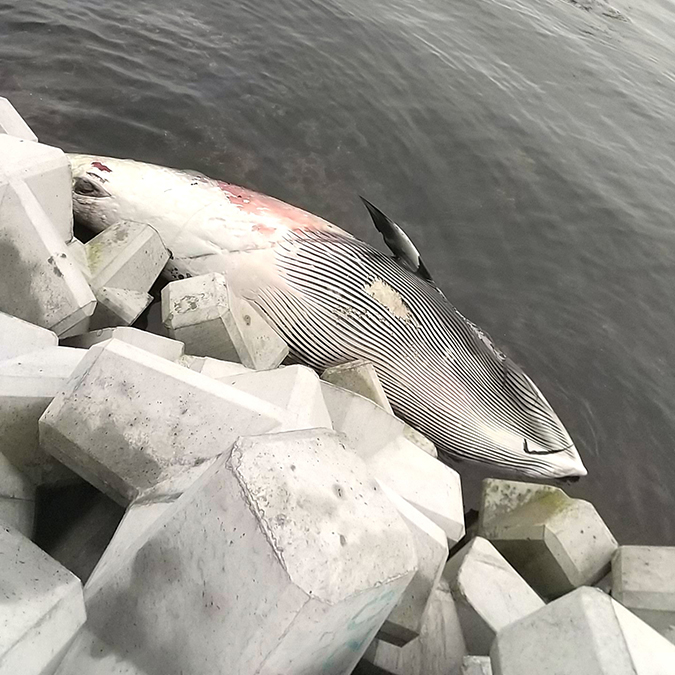 漂着したクジラ類