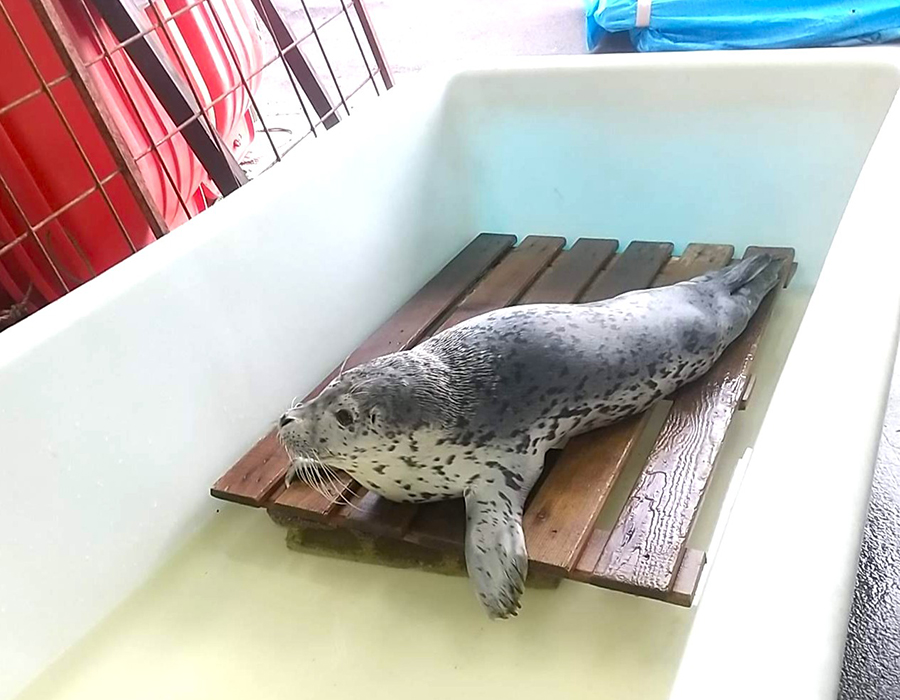 保護されたゴマフアザラシ