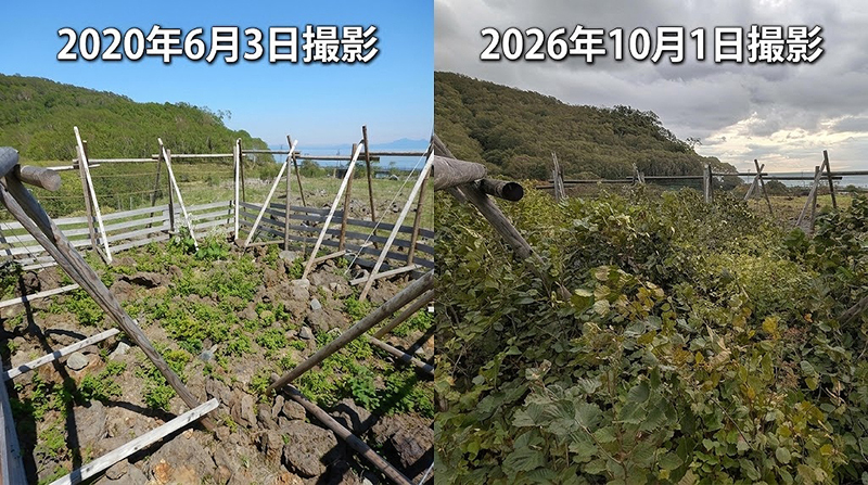 2020年と2026年を比較した柵内の様子
