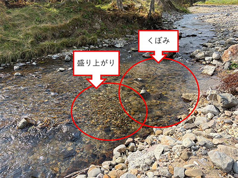 産卵床