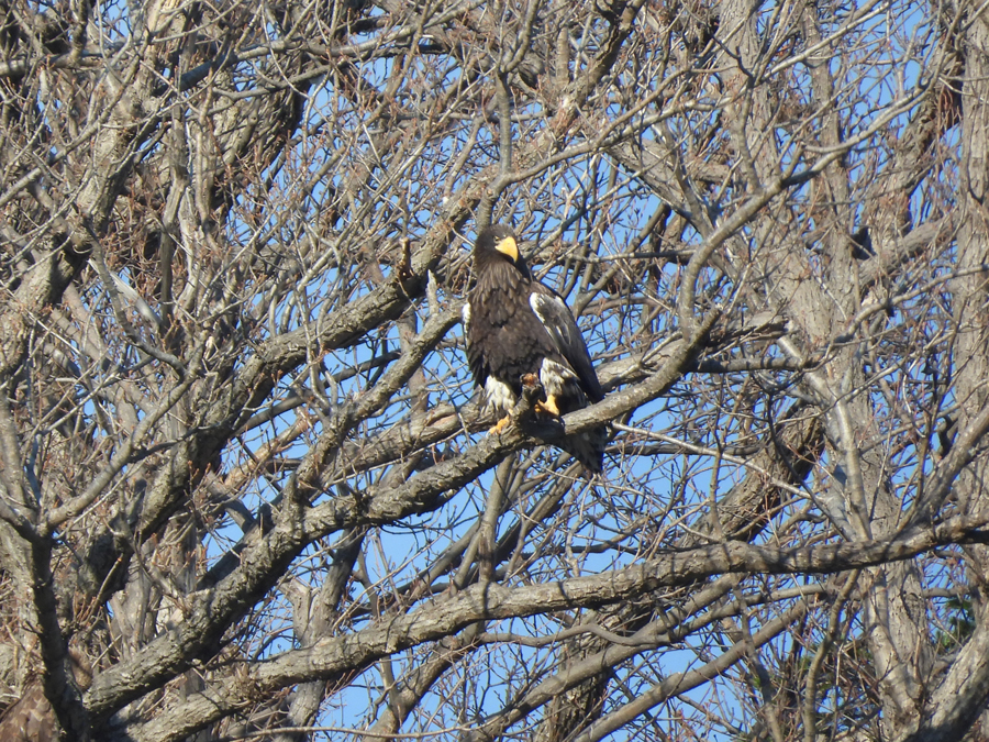海ワシ3