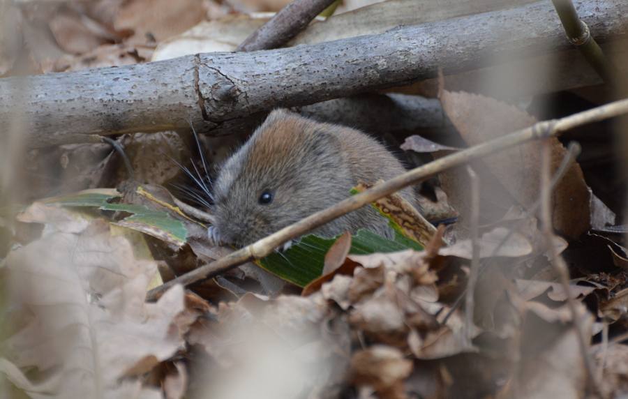 ヒメヤチネズミ