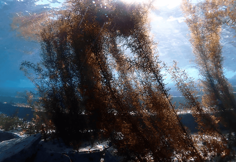 海中の藻場