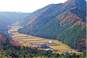 棚田の風景