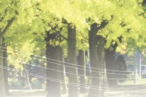 木漏れ日の森