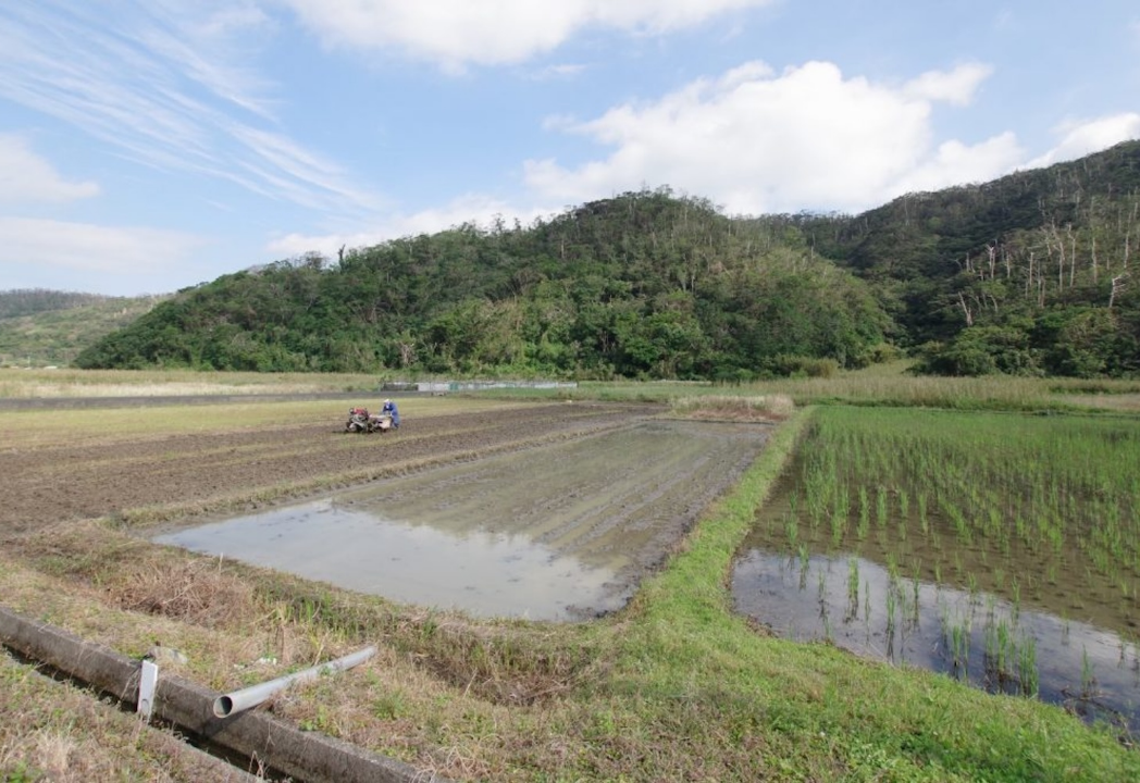 画像：水田の風景