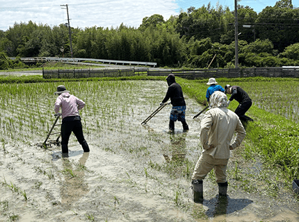  画像：モニターツアー参加者が田んぼに入って有機農業を体験している様子