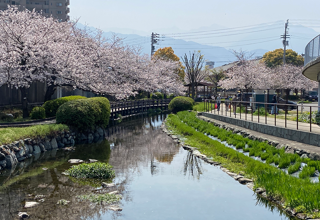 画像：桜並木を望む河川の様子