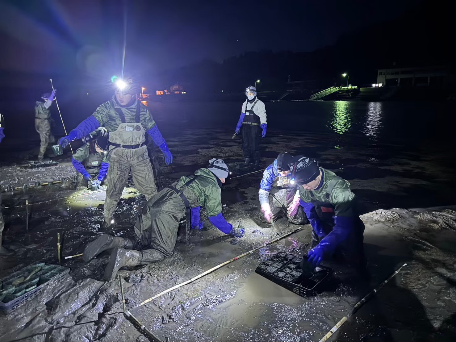 計石湾での夜間のアマモ植栽