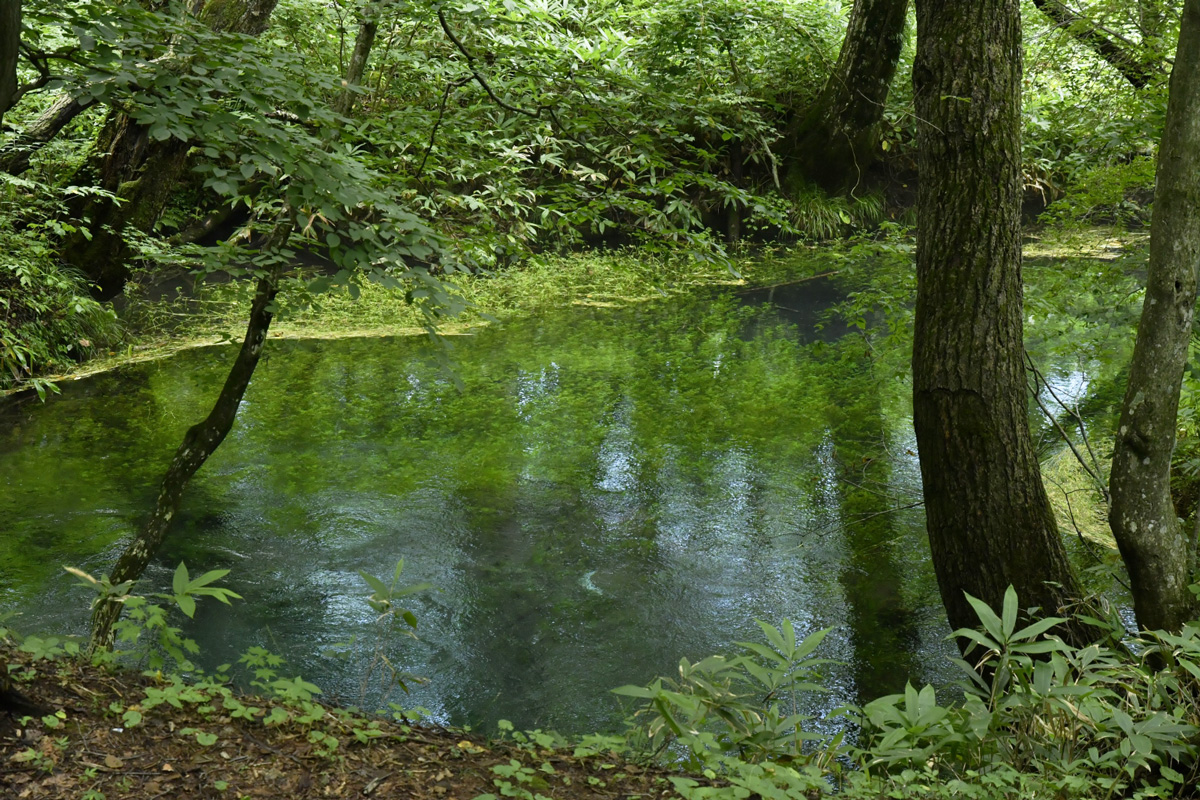 金沢清水湧水群
