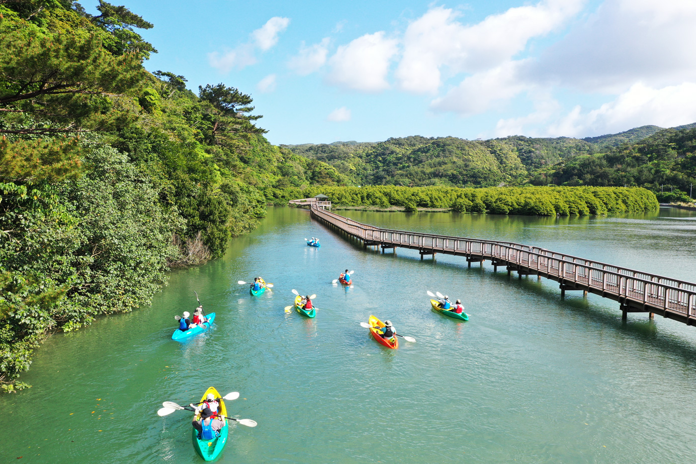 大浦川流域のマングローブ林